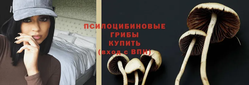 хочу наркоту  Лосино-Петровский  Галлюциногенные грибы Psilocybine cubensis 